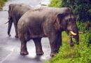 Supreme Court directs nationwide survey of elephant corridors, seeks report on measures to prevent obstructions