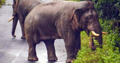 Supreme Court directs nationwide survey of elephant corridors, seeks report on measures to prevent obstructions
