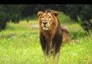 India scripted successful conservation journey from 523 lions to 891 in last 10 years: PM Modi on World Lion Day
