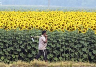 Cabinet hikes MSP for all rabi crops; safflower gets ₹675 increase Cabinet hikes MSP for all rabi crops; safflower gets ₹675 increase